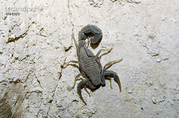 Dickschwanzskorpion (Androctonus crassicauda)  Jordanien  Vorderasien