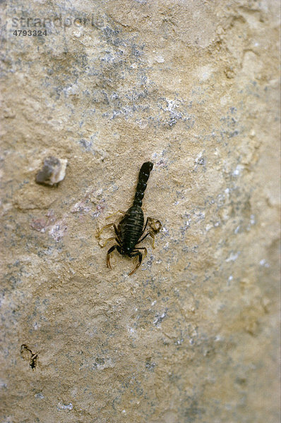 Skorpion-Art (Orthochirus scrobiculosus)  Jordanien  Vorderasien