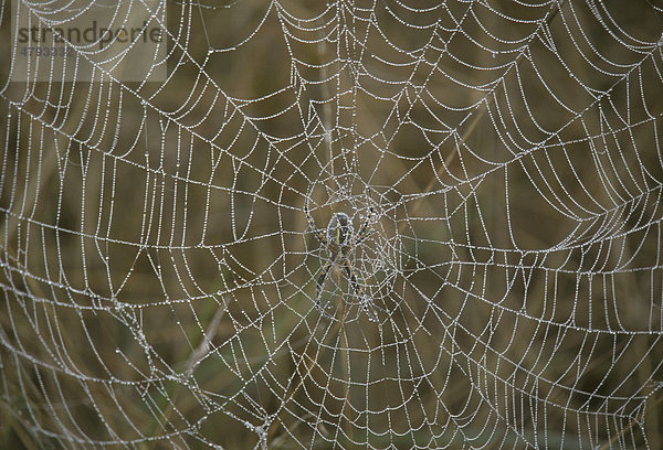 Gold-Wespenspinne (Argiope aurantia)  Morgentau auf Spinnennetz
