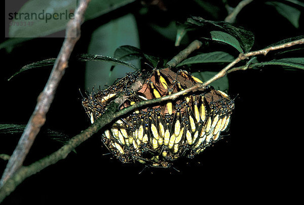Apoica pallens Wespe  Kolonie der nachtaktiven Wespen  Amazon  Südamerika