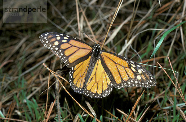 Monarchfalter (Danaus plexippus)  auf Gras