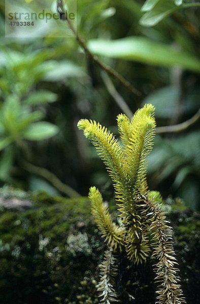 Bärlapp (Lycopodium sp.)  Mahe  Seychellen  Afrika