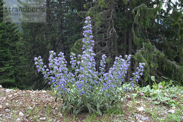 Gewöhnlicher Natternkopf (Echium vulgare)  Blüten  Französische Alpen  Frankreich  Europa