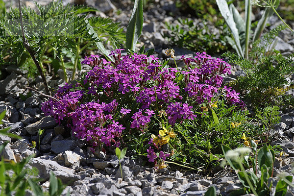 Rot- oder Kleinblütiges Seifenkraut (Saponaria ocymoides)  Französische Alpen  Frankreich  Europa