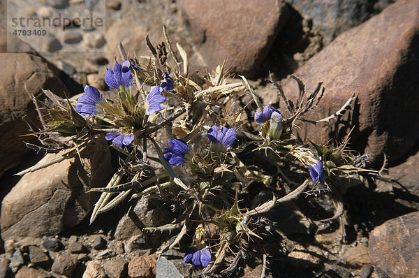 Blepharis grossa  blühend  Namib Wüste  Namibia  Afrika