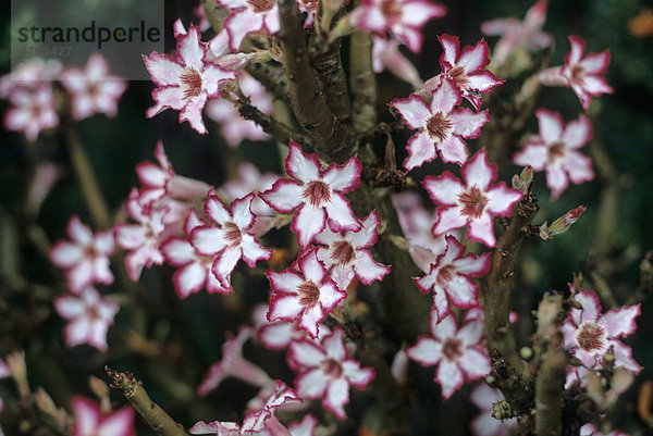 Wüstenrose (Adenium obesum somalense) Blüten