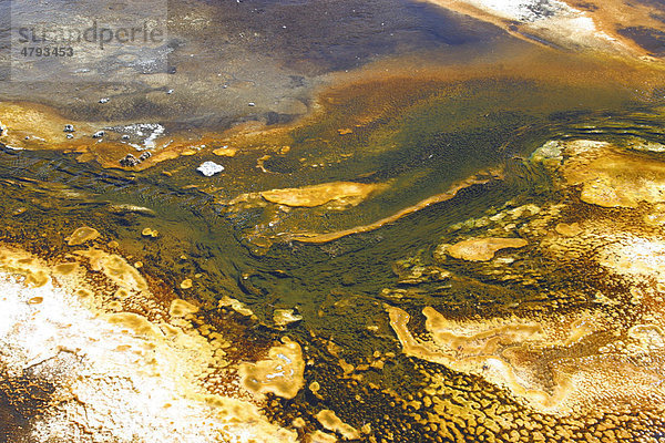 Heiße Quelle  bunte Algen oder Mikroorganismen wachsen im Thermalwasser  Yellowstone-Nationalpark  USA