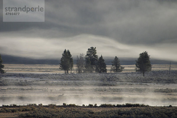 Nebel  Strahlungsnebel am Alum Creek  Yellowstone  USA
