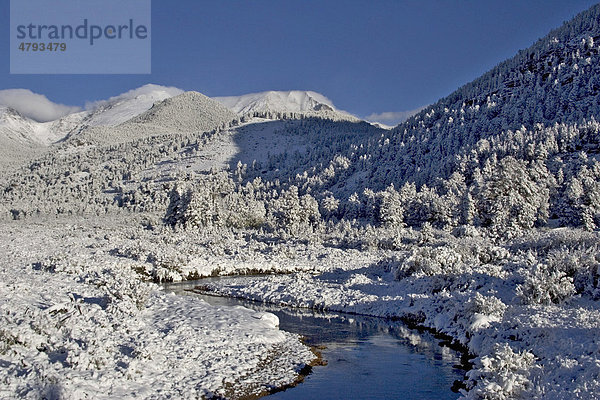 Verschneite Bäume  Winter  Fall River  Rocky Mountain National Park  Colorado  USA