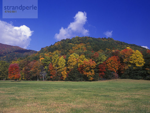 Herbstfarben  Cades Cove  Great Smoky Mountains Nationalpark  USA
