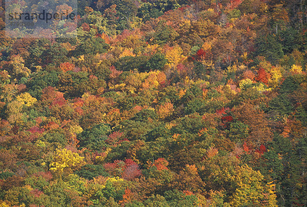 Laubbäume im Herbst  Great Smoky Mountains National Park  North Carolina  USA mischen