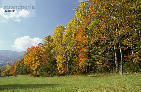 Ahorn  Eichen und Hickory Bäume im Herbst  Tennessee  USA