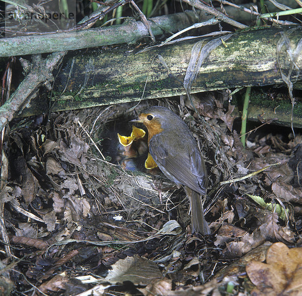 Rotkehlchen (Erithacus rubecula)  am Nest mit bettelnden Küken