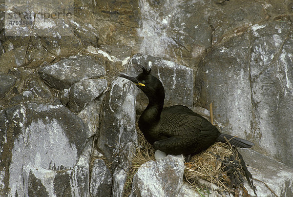 Shag (Phalocrocorax aristotelis)  adult at nest with eggs