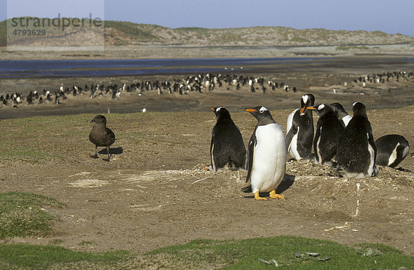 Antarctic Skua (Catharacta antarctica)  looking for unguarded Penguin eggs