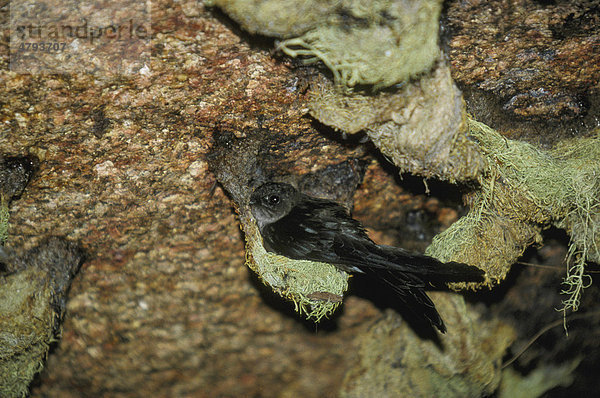 Seychellen-Salangane (Collocalia francica elaphra)  am Nest