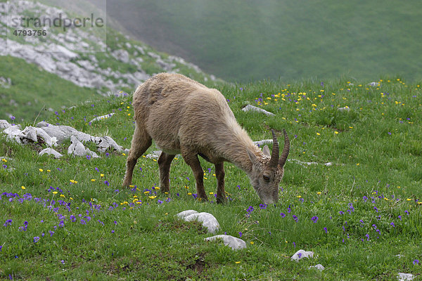Alpensteinbock (Capra ibex)  junges Männchen beim Grasen auf Alm