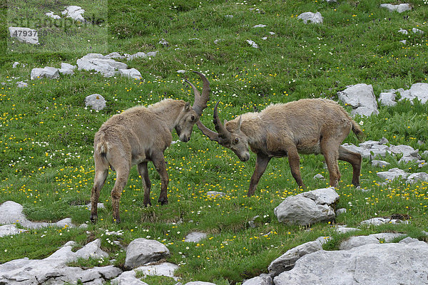 Alpensteinbock (Capra ibex)  junge Männchen beim Kämpfen  Französische Alpen  Frankreich  Europa
