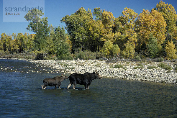 Elch (Alces alces)  Weibchen und Kalb beim Durchqueren eines Flusses  Gros Ventre River  Wyoming  USA