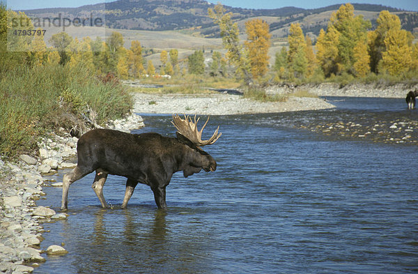 Elch (Alces alces)  Elchbulle beim Durchqueren eines Flusses  Gros Ventre River  Wyoming  USA