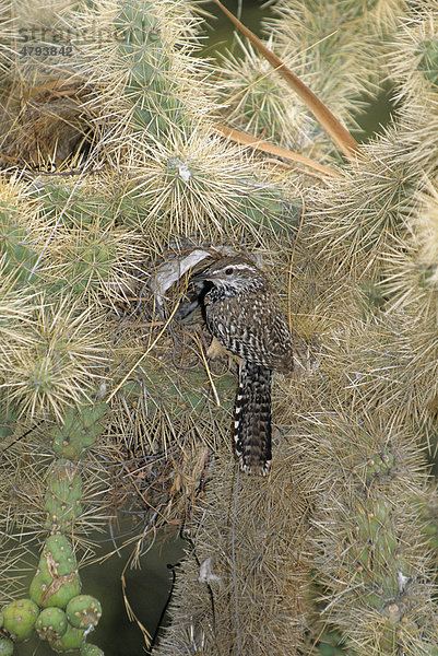 Kaktuszaunkönig (Campylorhynchus brunneicapillus)  am Nest im Kaktus