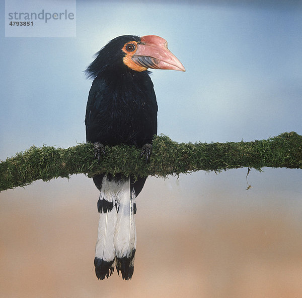 Mindanaohornvogel (Aceros leucocephalus)  auf einem Ast
