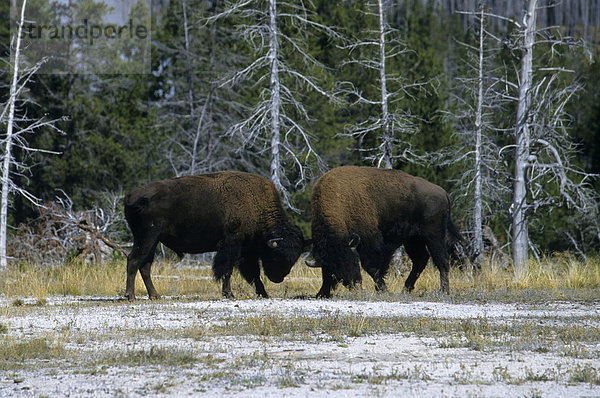 Amerikanische Bisons (Bos bison) beim Kämpfen  Yellowstone-Nationalpark  USA