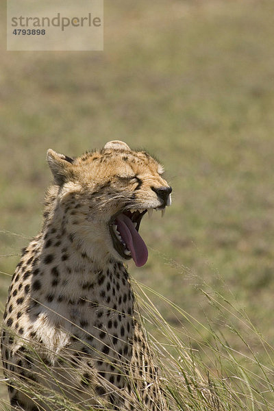 Gepard (Acinonyx jubatus)  Männchen  beim Gähnen