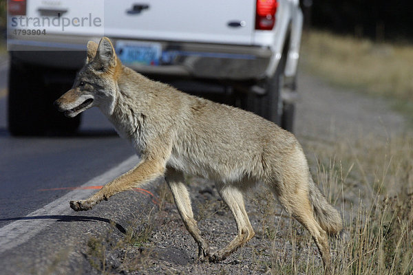 Kojote oder Coyote (Canis latrans)  kurz vor dem Überqueren einer Straße  Yellowstone  USA