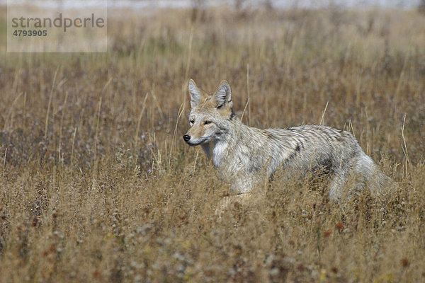 Kojote oder Coyote (Canis latrans)  beim Wandern durch hohes Gras  Yellowstone  USA