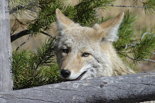 Kojote oder Coyote (Canis latrans)  Kopf ruht auf umgestürzten Baum  Yellowstone  USA