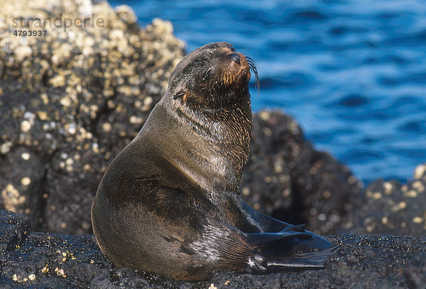 Gal·pagos-Seebär (Arctocephalus galapagoensis)  Puerto Egas  Falklandinseln  Süd-Atlantik