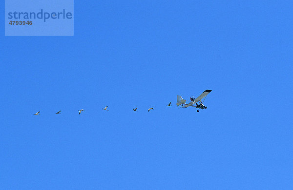 Schneegans (Anser caerulescens)  Vögel lernen das Migrationsverhalten indem sie einem Ultraleichtflugzeug folgen  Utah  USA
