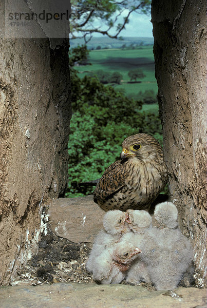 Turmfalke (Falco tinnunculus)  am Nest in altem Gebäude  vier Küken  Landschaft hinten