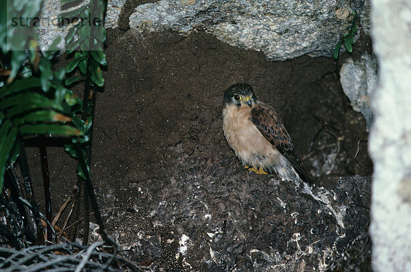 Seychellenfalke oder Seychellen-Turmfalke (Falco araea)  auf einem Felsvorsprung