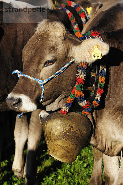 Kühe auf der Weide  Almabtrieb  Viehscheid in Pfronten  Ostallgäu  Allgäu  Bayern  Deutschland  Europa