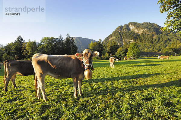 Kühe auf der Weide  Almabtrieb  Viehscheid in Pfronten  Ostallgäu  Allgäu  Schwaben  Bayern  Deutschland  Europa