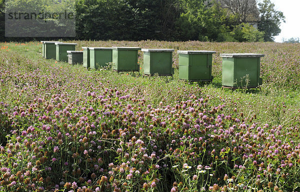 Bienenstöcke in einem Klee-Feld  Vallösa  SkÂne  Schweden  Europa