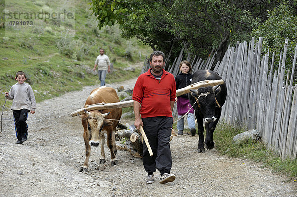 Bauer mit Kindern  Ochsengespann zum Holztransport  Adigeni  Georgien  Vorderasien