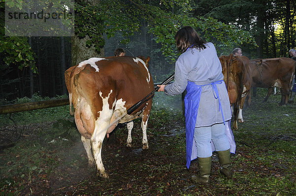 Säuberung der Kühe mit einem Hochdruckreiniger frühmorgens vor der Tierschau  Viehmarkt Stünzel  Kreis Siegen-Wittgenstein  Nordrhein-Westfalen  Deutschland  Europa