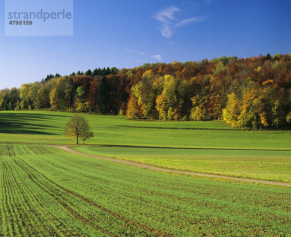 Feld im Herbst  nahe Schopfloch  Schwäbische Alb  Baden-Württemberg  Deutschland  Europa
