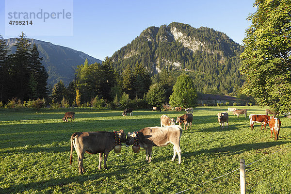 Kühe mit Kuhglocken auf Viehweide  Pfronten  Ostallgäu  Allgäu  Schwaben  Bayern  Deutschland  Europa