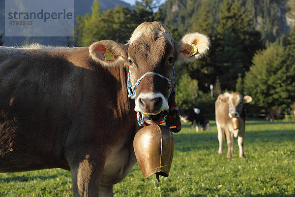 Kuh mit Kuhglocke  Pfronten  Ostallgäu  Allgäu  Schwaben  Bayern  Deutschland  Europa