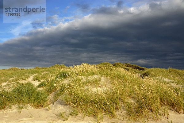 Dünenlandschaft  Weißdüne mit Gewöhnlichem Strandhafer (Ammophila arenaria) im Vordergrund  Dünen bei R¯dhus  Rödhus  Nordjütland  Dänemark  Europa