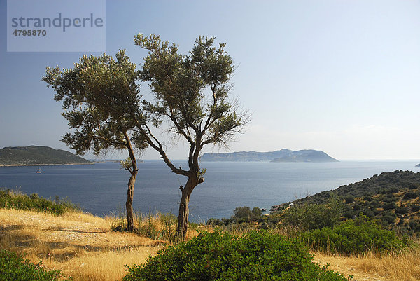 Sicht auf die griechische Insel Kastelorizo oder Meis  Olivenbäume mit Meerblick  Kas  lykische Küste  Provinz Antalya  Mittelmeer  Türkei  Eurasien