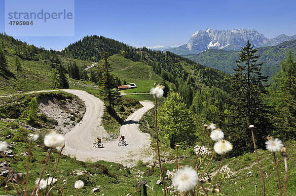 Mountainbiker  Abfahrt zur Kreuzangeralm  hinten der Wilde Kaiser  in Tirol  Österreich  Reit im Winkl  Bayern  Deutschland  Europa