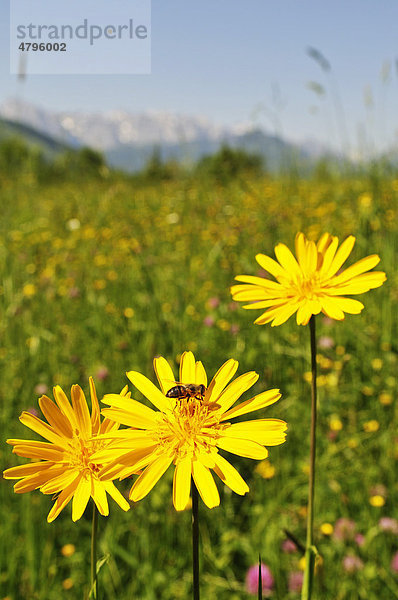 Blumenwiese  Reit im Winkl  Bayern  Deutschland  Europa