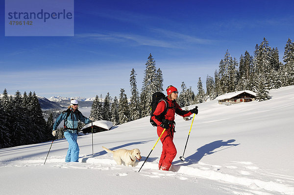 Skifahrer auf Skitour auf das Dürrnbachhorn  Reit im Winkl  Chiemgau  Oberbayern  Deutschland  Europa