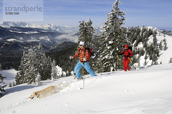 Skifahrer auf Skitour auf das Dürrnbachhorn  Reit im Winkl  Chiemgau  Oberbayern  Deutschland  Europa