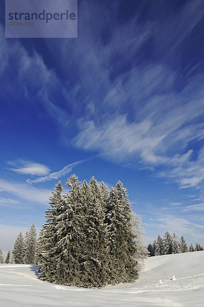 Winterlandschaft am ersten Premium-Winterwanderweg Deutschlands  Hemmersuppenalm  Reit im Winkl  Bayern  Deutschland  Europa